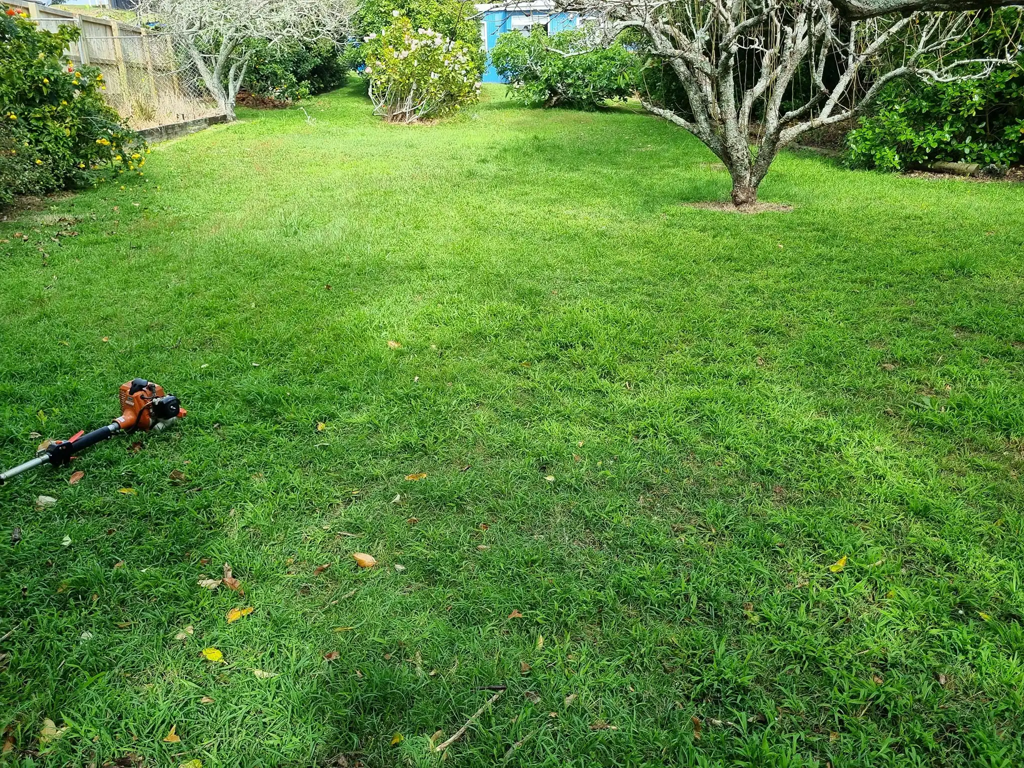 before lawn mowing mangawhai lawn pre mowing